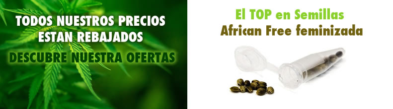 Eva Female Seeds - African Free (3f)