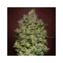 Grow Shop Advanced Seeds - Biodiesel...