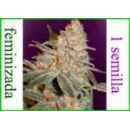 Grow Shop Advanced Seeds - Black Die...
