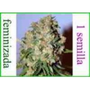 Grow Shop Advanced Seeds - Critical ...