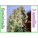 Advanced Seeds - Critical (3f)