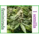 Grow Shop Advanced Seeds - Early Wid...