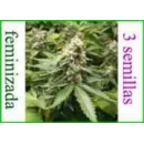 Grow Shop Advanced Seeds - Early Wid...