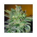 Grow Shop Advanced Seeds - Haze Mist...