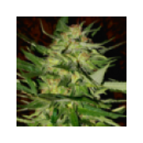 Grow Shop Advanced Seeds - Jack Plan...