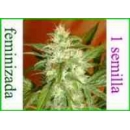 Grow Shop Advanced Seeds - Kaya 47 (...
