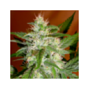 Grow Shop Advanced Seeds - Kaya 47 A...