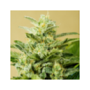 Grow Shop Advanced Seeds - Low Girl ...
