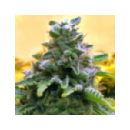 Grow Shop Advanced Seeds - Top 69 (1...