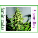 Barney s Farm - Acapulco Gold (5...
