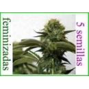 Barney s Farm - Top Dawg (5f)