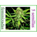 Barney s Farm - Vanilla Kush (5f...