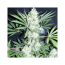 Big Buddha Seeds - Chesse (5f)^