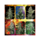 Buddha Seeds - Assorted Auto (10...