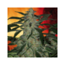 Buddha Seeds - Deimos (Autoflo.)...