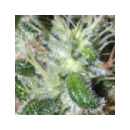 Buddha Seeds - Pulsar (5f)
