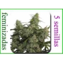 Buddha Seeds - Quasar (5f)