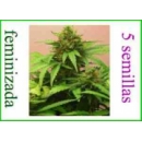 Buddha Seeds - Red Dwarf (5f)