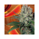 Buddha Seeds - Syrup (5f)