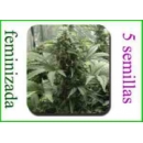 Buddha Seeds - White Dwarf (5f)