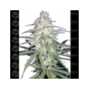 Cannabiogen seeds - Destroyer (5...