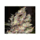 Grow Shop Delicious  - Cotton Candy ...
