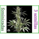 Grow Shop Dinafem - Blue Fruit (3f)