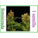 Dinafem - Blue Hash (1f)