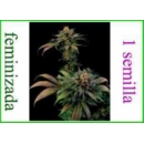 Grow Shop Dinafem - Blue Widow (1f)
