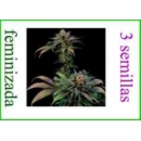 Grow Shop Dinafem - Blue Widow (3f)