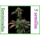 Grow Shop Dinafem - Blue Widow (5f)