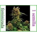 Grow Shop Dinafem - California Hash ...