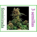 Grow Shop Dinafem - California Hash ...
