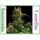 Grow Shop Dinafem - California Hash ...