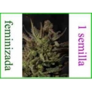 Grow Shop Dinafem - Cheese (1f)