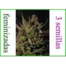 Grow Shop Dinafem - Cheese (3f)