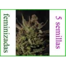 Grow Shop Dinafem - Cheese (5f)