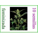 Grow Shop Dinafem - Critical + (10f)
