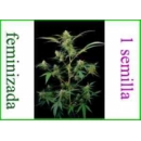 Grow Shop Dinafem - Critical + (1f)