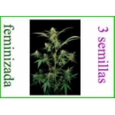 Grow Shop Dinafem - Critical + (3f)