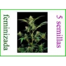 Grow Shop Dinafem - Critical + (5f)