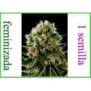Dinafem - Critical Jack (1f)