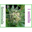 Dinafem - Diesel (1f)
