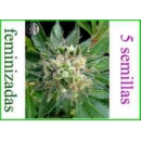 Dinafem - Diesel (5f)