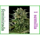 Dinafem - Super Critical Haze (1...