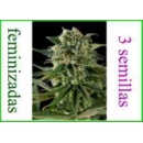 Dinafem - Super Critical Haze (3...