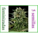 Dinafem - Super Critical Haze (5...