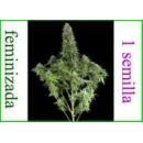 Dinafem - White Siberian (1f)