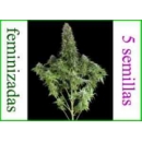 Dinafem - White Siberian (5f)