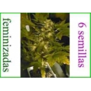 Grow Shop Dna Genetics - 60 Day Wond...